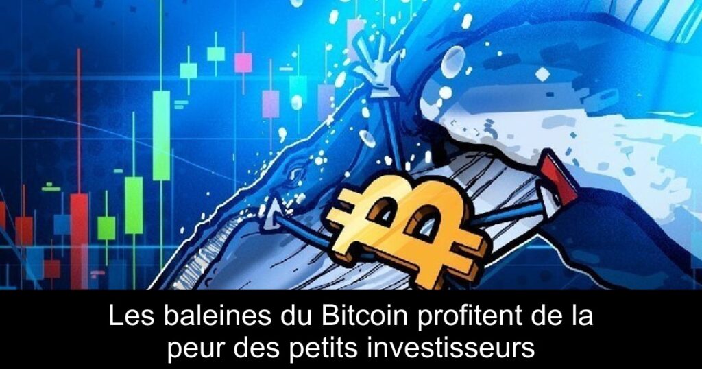 Les baleines du Bitcoin profitent de la peur des petits investisseurs