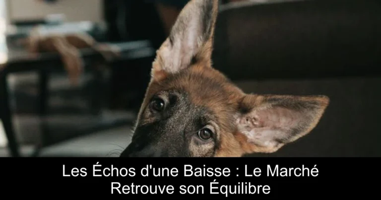 Les Échos d'une Baisse : Le Marché Retrouve son Équilibre