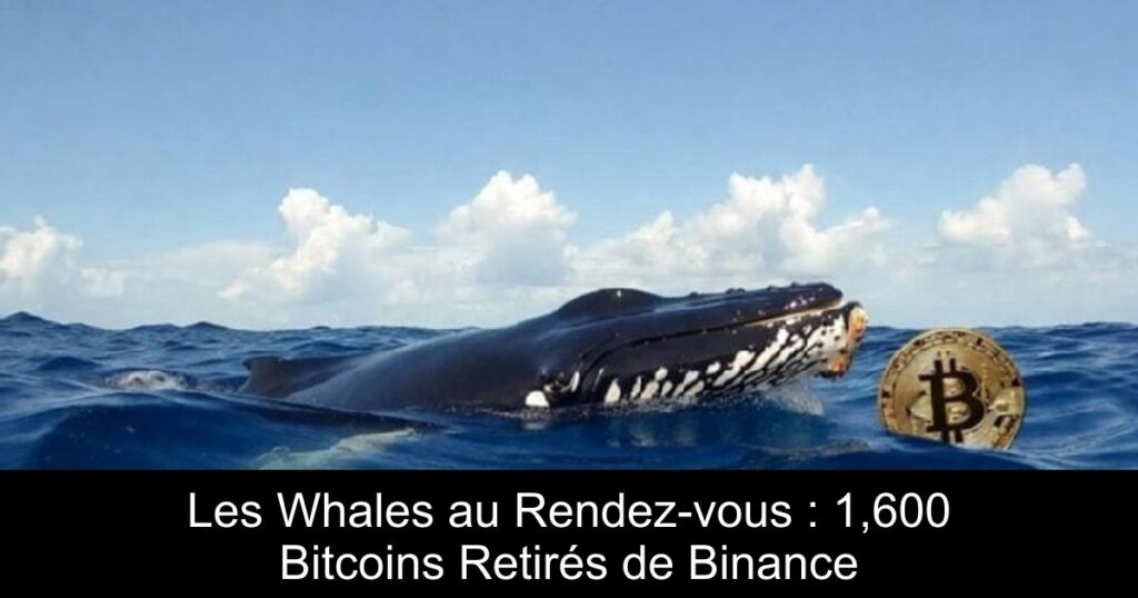 Les Whales au Rendez-vous : 1,600 Bitcoins Retirés de Binance